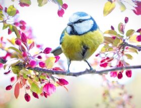 Vildtfuglefoder og biodiversitet: Sådan kan du bidrage til at bevare truede fuglearter