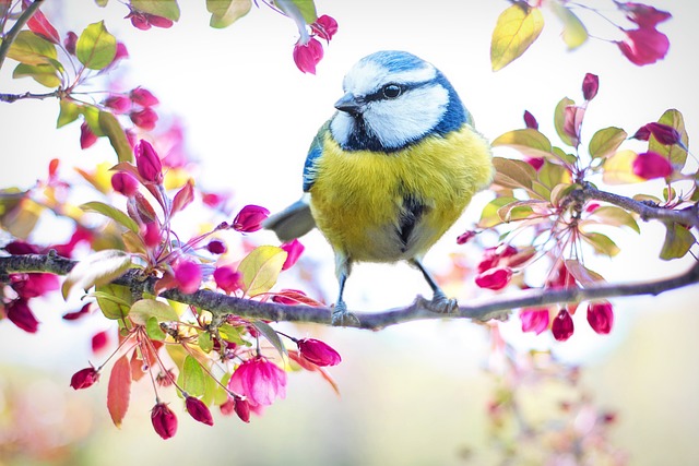 Vildtfuglefoder og biodiversitet: Sådan kan du bidrage til at bevare truede fuglearter