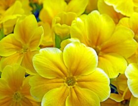 Primula: En farverig guide til at dyrke og pleje disse smukke blomster