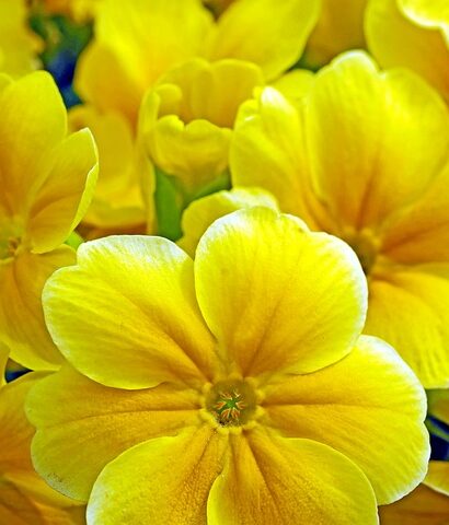 Primula: En farverig guide til at dyrke og pleje disse smukke blomster