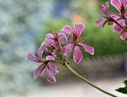DIY Altankasses: Simple and Creative Ideas to Transform Your Balcony