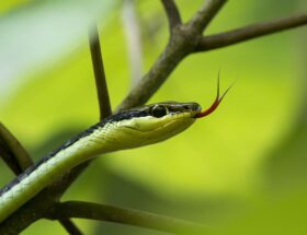 Sikkerhed først: Vigtige tips til at undgå farer ved slangehold