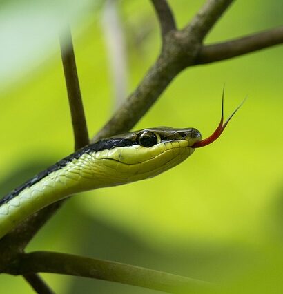 Sikkerhed først: Vigtige tips til at undgå farer ved slangehold