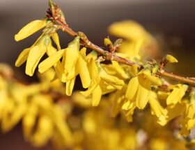Fra knop til blomst: Forsythias utrolige vækstcyklus afsløret