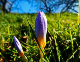 Den ultimative liste over adventskalendere for voksne