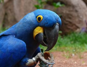 Papegøjetangens madvaner: Hvad skal du fodre din fjerede ven med?