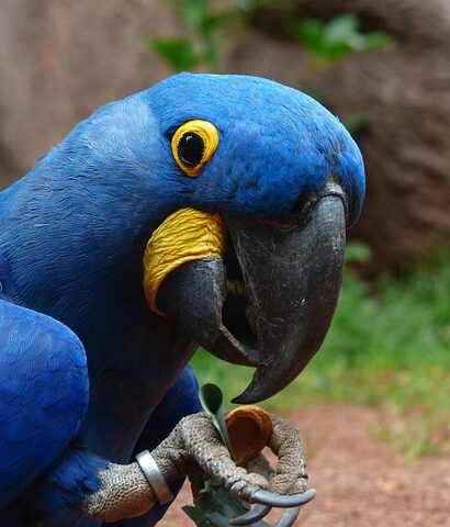 Papegøjetangens madvaner: Hvad skal du fodre din fjerede ven med?