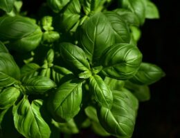 Sådan laver du den ultimative simremad: Tips og tricks fra en professionel kok