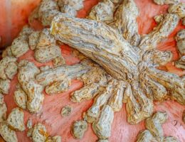 Naturlige løsninger: Slip af med gammelmandsvorter selv