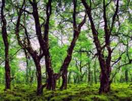 Skovmandsjakken som et statement piece: Hvordan den kan udtrykke din personlige stil